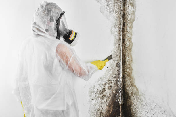 Best Mold Damage Repair  in Fort Morgan, CO