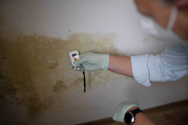 Trusted Fort Morgan, CO Mold Removal Experts
