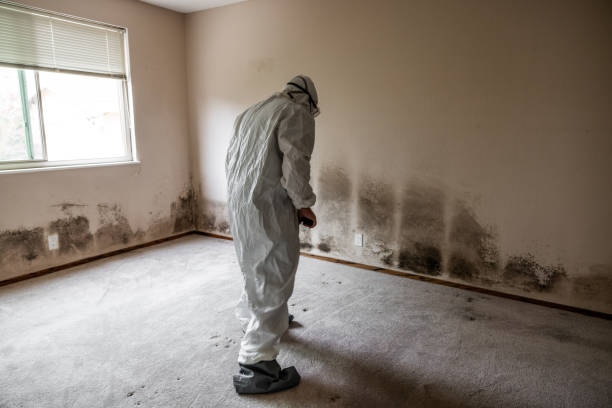 Crawl Space Mold Removal in Fort Morgan, CO